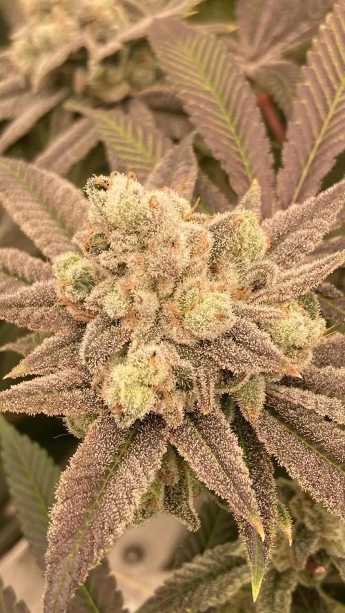 Glazed Pastries (In House Genetics). Week 18