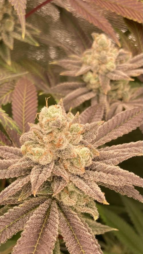 Glazed Pastries (In House Genetics). Week 18