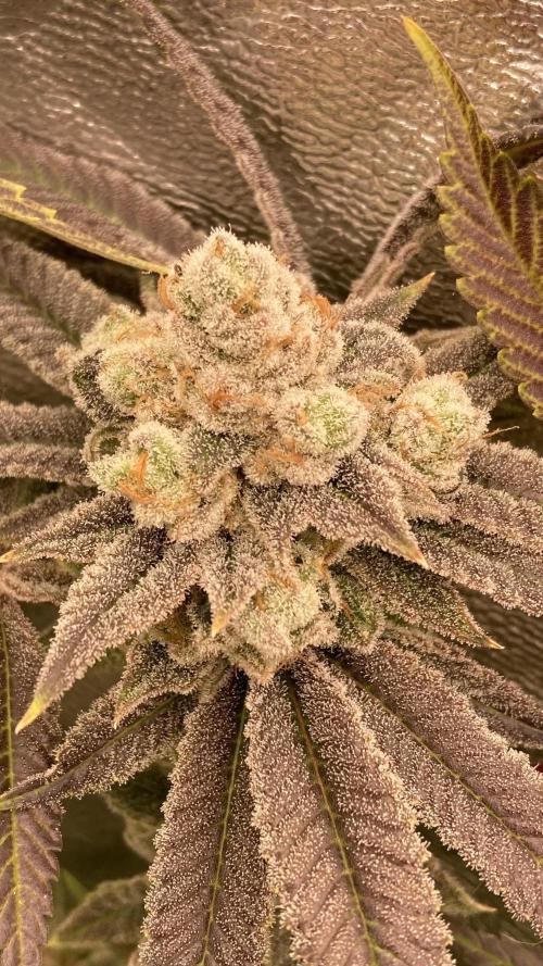 Glazed Pastries (In House Genetics). Week 18