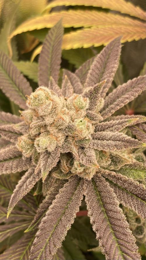 Glazed Pastries (In House Genetics). Week 18