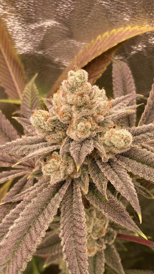 Glazed Pastries (In House Genetics). Week 18