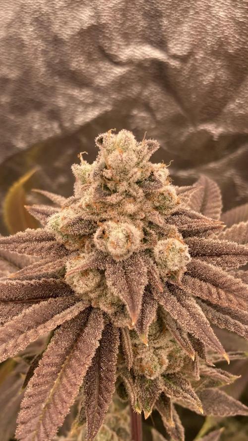 Glazed Pastries (In House Genetics). Week 18