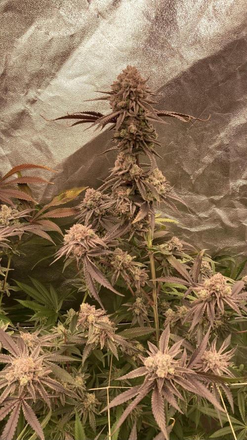 Glazed Pastries (In House Genetics). Week 18