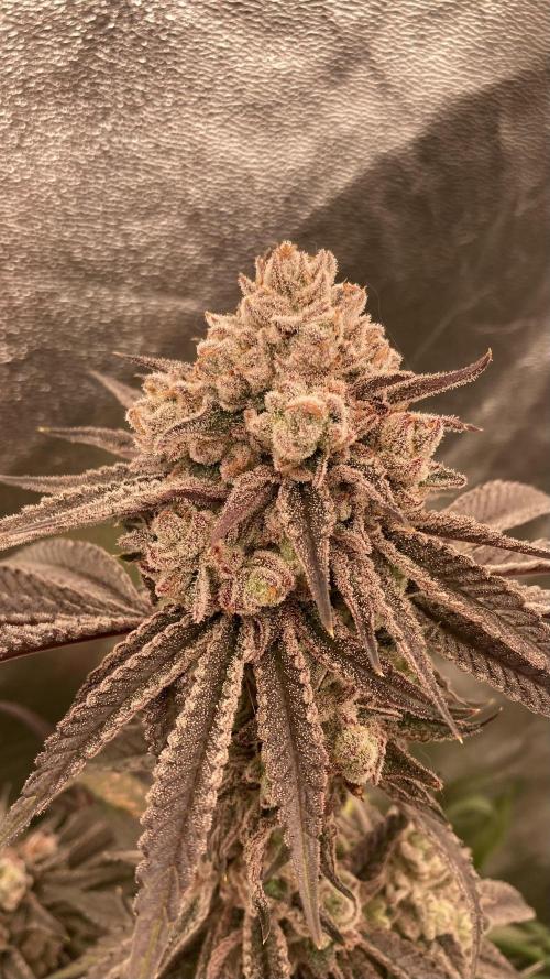 Glazed Pastries (In House Genetics). Week 18