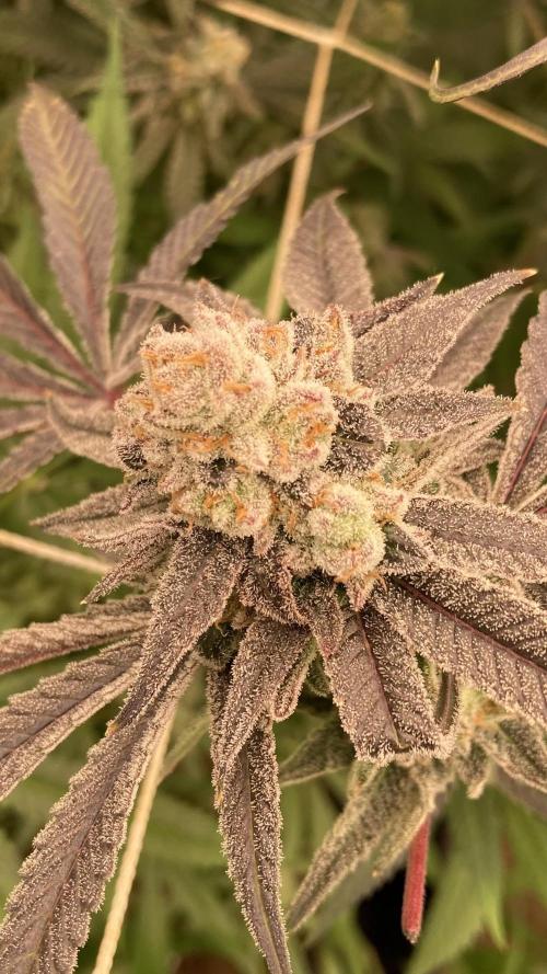 Glazed Pastries (In House Genetics). Week 18