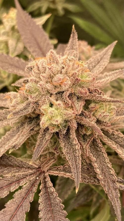 Glazed Pastries (In House Genetics). Week 18