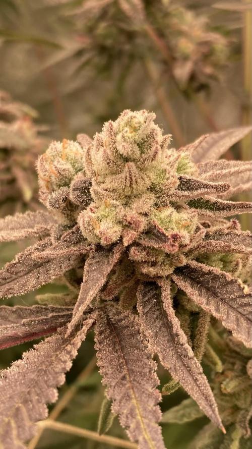 Glazed Pastries (In House Genetics). Week 18