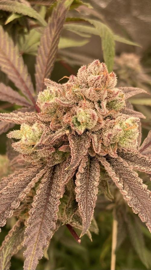 Glazed Pastries (In House Genetics). Week 18