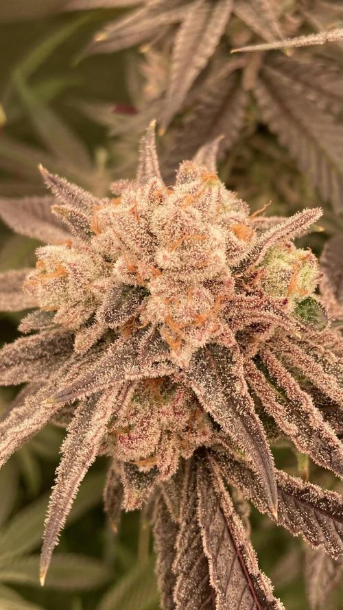 Glazed Pastries (In House Genetics). Week 18