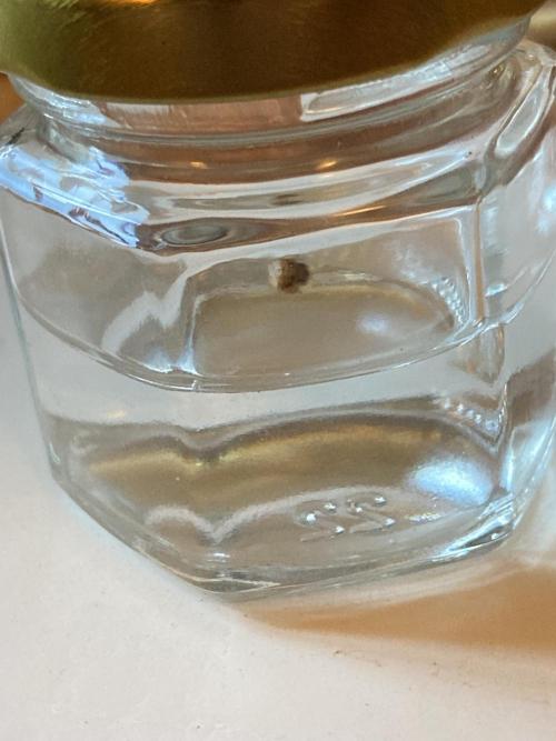 Platinum IX (In House Genetics). Week 0