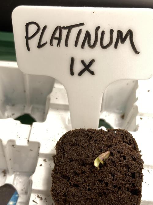 Platinum IX (In House Genetics). Week 0
