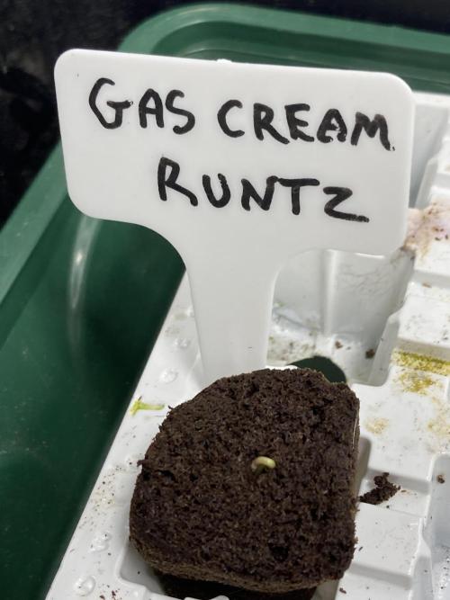 Gas Cream Runtz (LIT FARMS). Week 0
