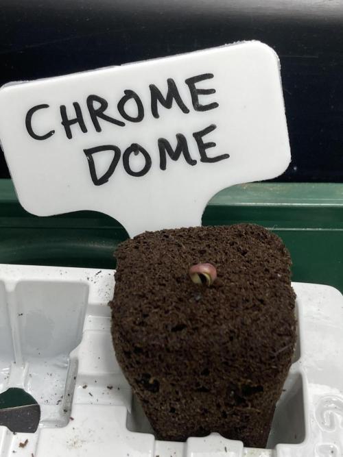 Chrome Dome (Compound Genetics). Week 0