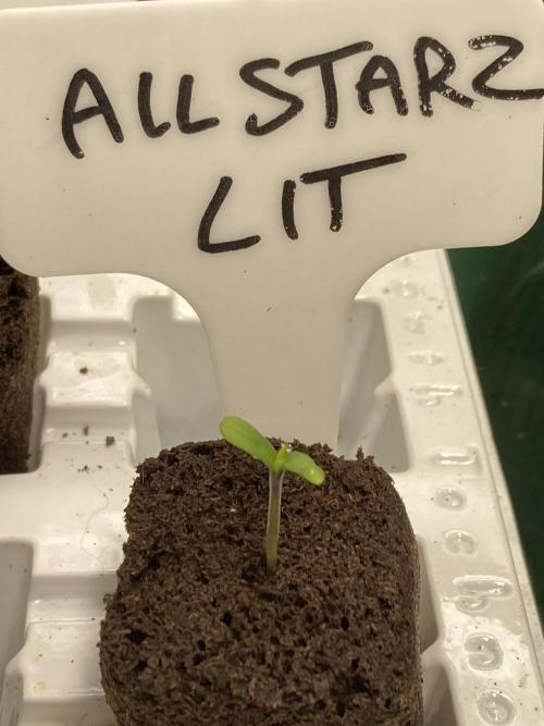 All Starz (LIT FARMS). Week 0