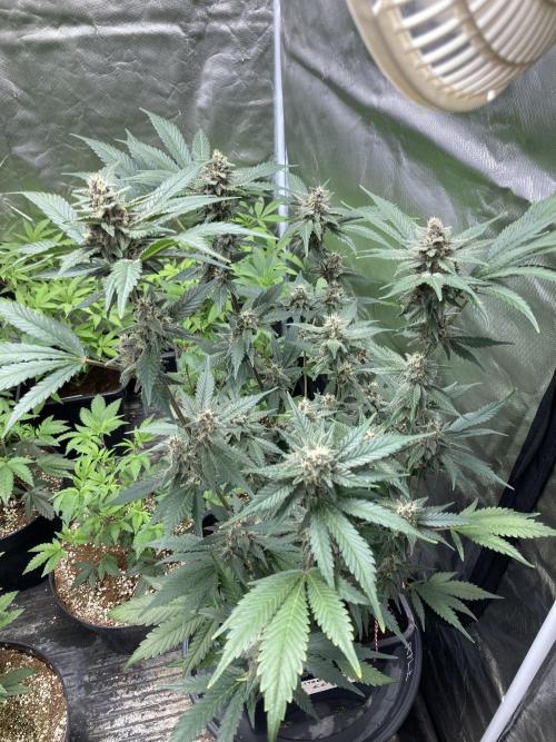 Getting Frosty with the Boys. Week 10