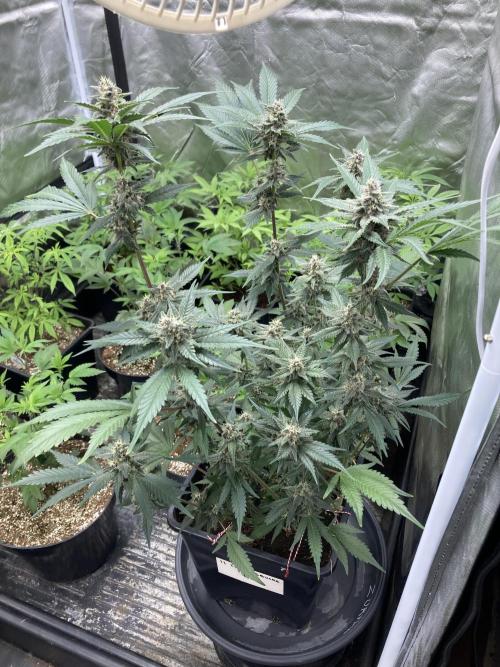 Getting Frosty with the Boys. Week 10