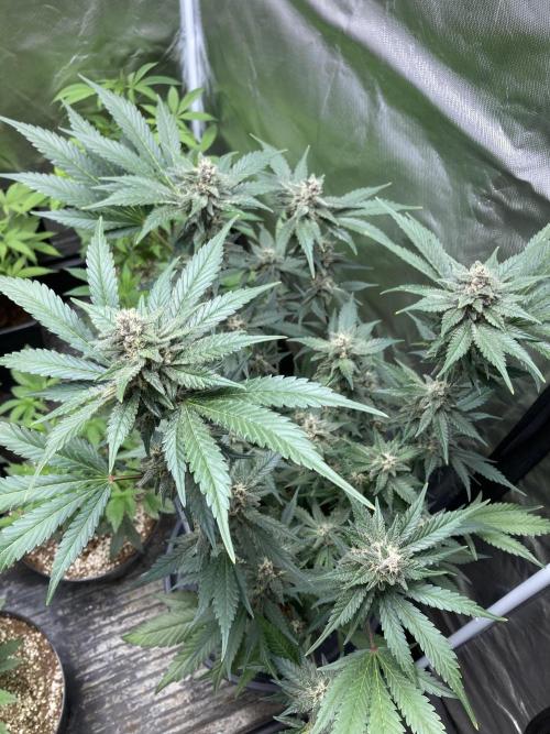 Getting Frosty with the Boys. Week 10