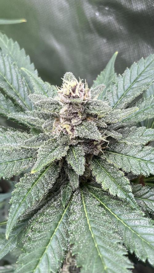 Getting Frosty with the Boys. Week 10