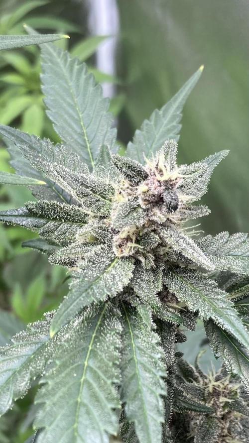 Getting Frosty with the Boys. Week 10