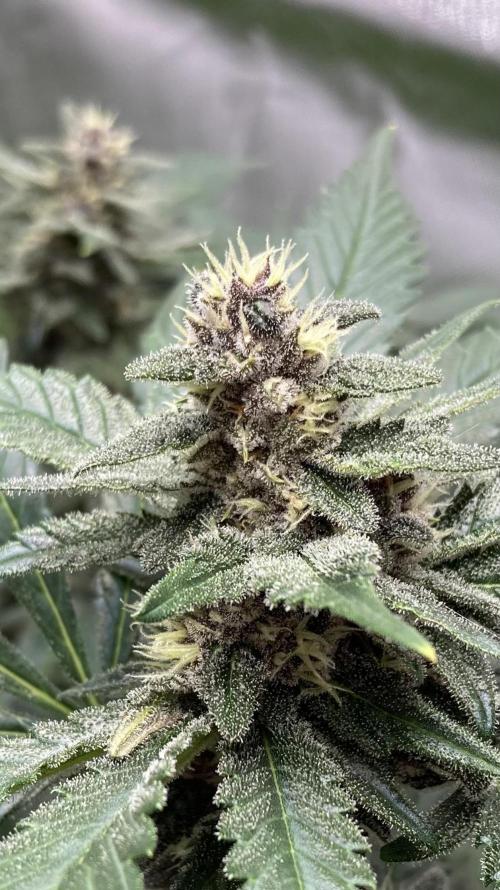 Getting Frosty with the Boys. Week 10