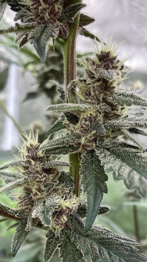 Getting Frosty with the Boys. Week 10