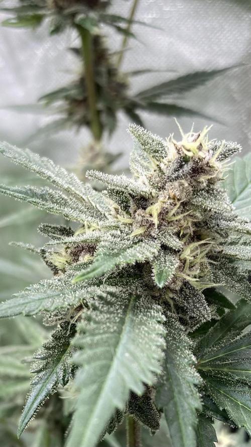 Getting Frosty with the Boys. Week 10