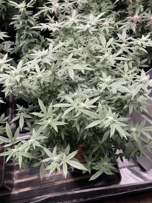 Glazed Pastries#3 (In House Genetics). Week 5