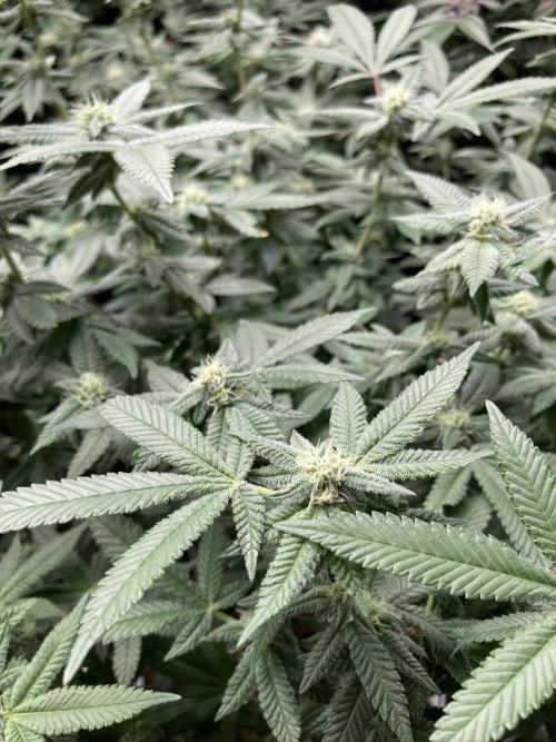 Glazed Pastries#3 (In House Genetics). Week 5