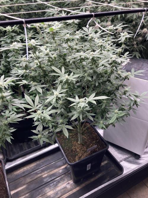 Glazed Pastries#3 (In House Genetics). Week 5