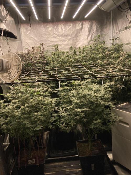 Glazed Pastries#3 (In House Genetics). Week 5