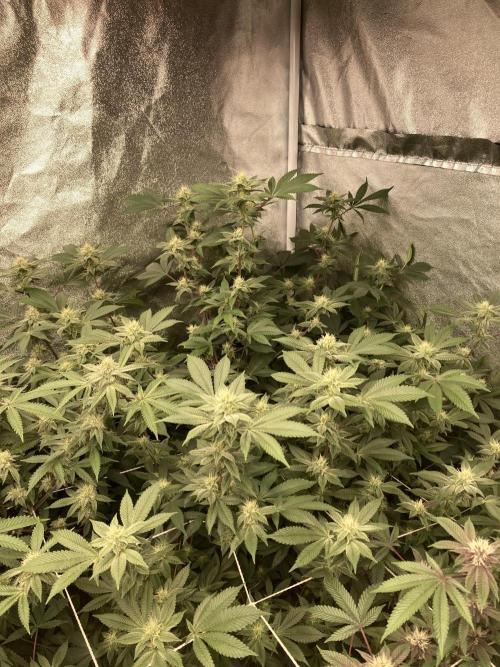 PLATINUMZ#2 (In House Genetics). Week 5