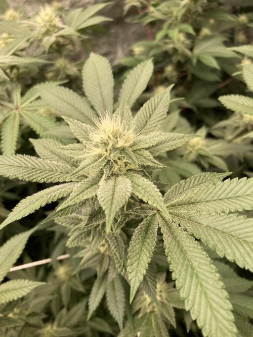 PLATINUMZ#2 (In House Genetics). Week 5