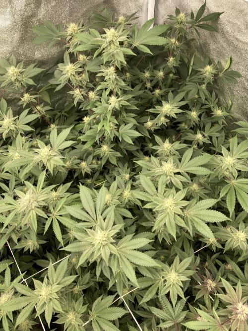 PLATINUMZ#2 (In House Genetics). Week 5