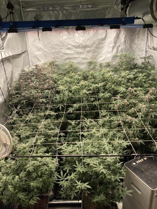 PLATINUMZ#2 (In House Genetics). Week 5