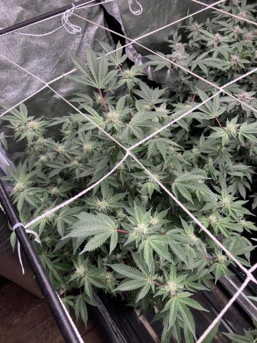 Colorado Nightshifter (Relentless). Week 21