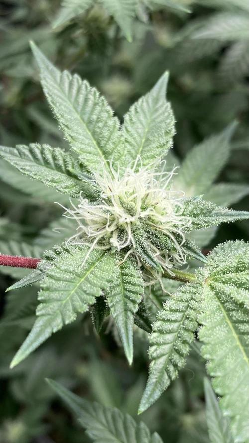 Colorado Nightshifter (Relentless). Week 21