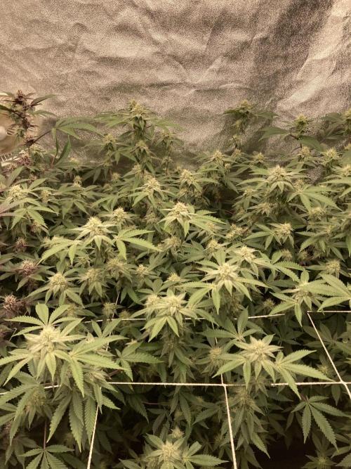 Colorado Nightshifter (Relentless). Week 21