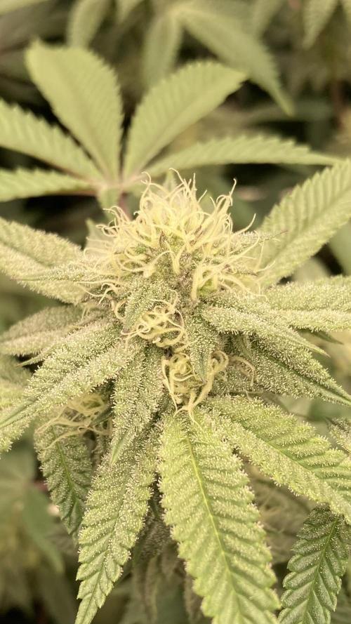 Colorado Nightshifter (Relentless). Week 21