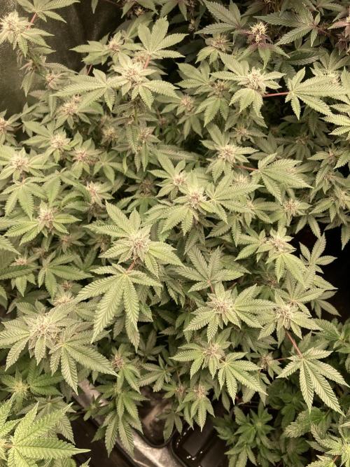 Colorado Nightshifter (Relentless). Week 21