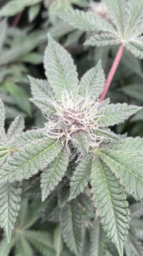 Colorado Nightshifter (Relentless). Week 21