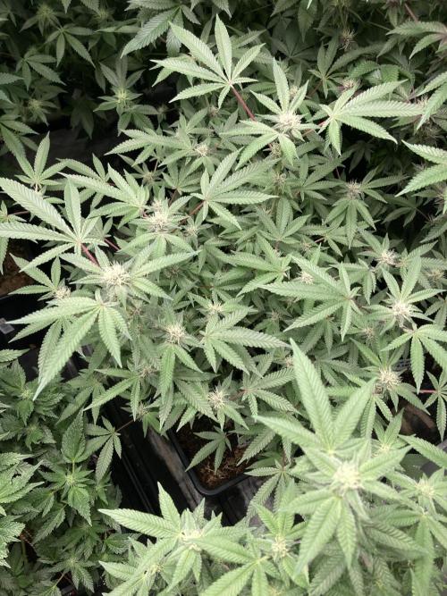 Colorado Nightshifter (Relentless). Week 21