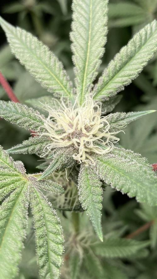 Colorado Nightshifter (Relentless). Week 21