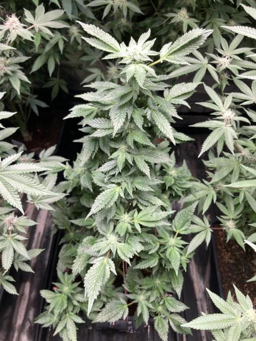 Colorado Nightshifter (Relentless). Week 21