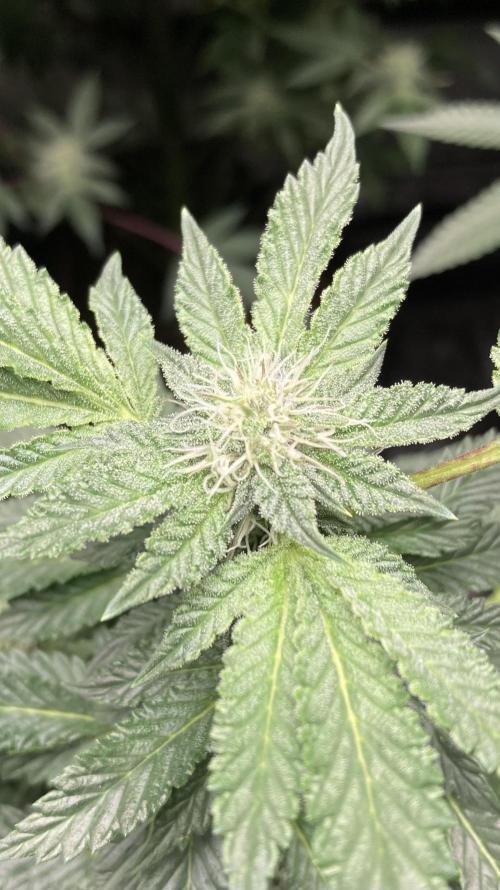 Colorado Nightshifter (Relentless). Week 21