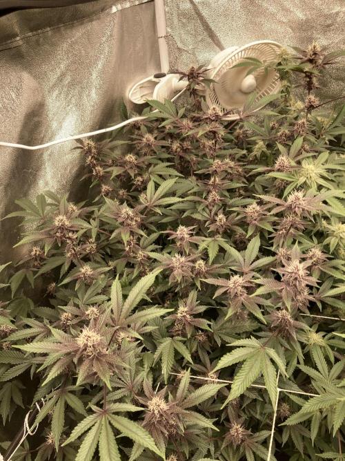 Colorado Nightshifter (Relentless). Week 21