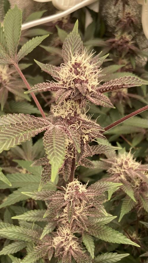 Colorado Nightshifter (Relentless). Week 21