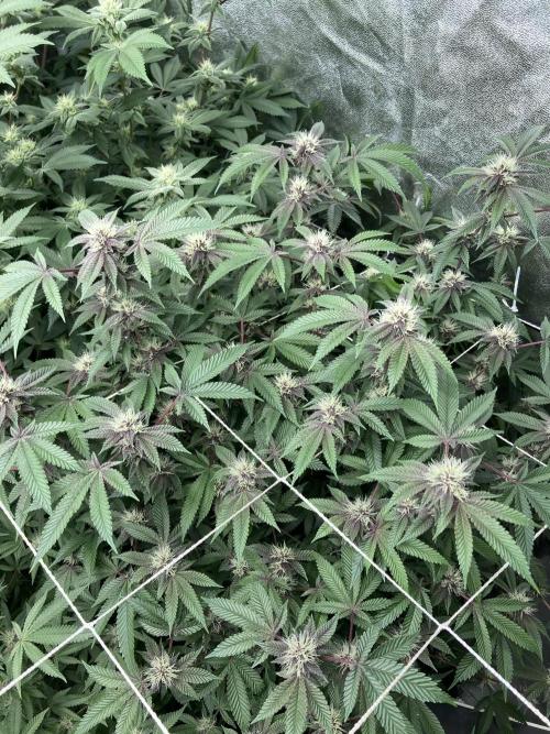 Colorado Nightshifter (Relentless). Week 21