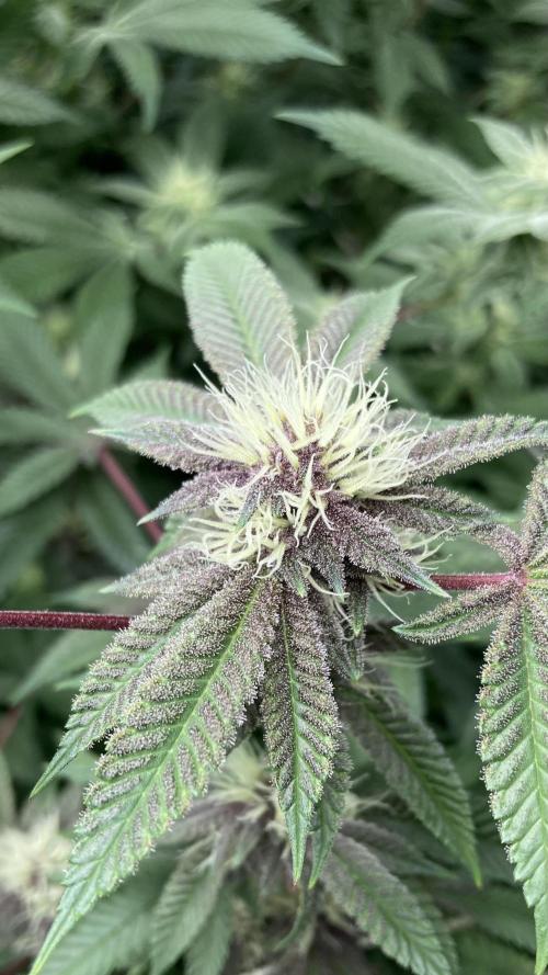 Colorado Nightshifter (Relentless). Week 21