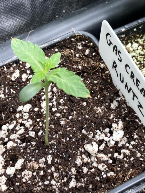 Gas Cream Runtz (LIT FARMS). Week 1