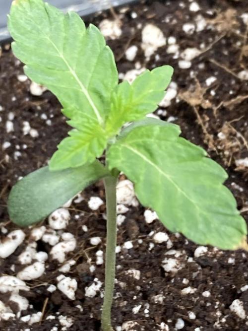 Gas Cream Runtz (LIT FARMS). Week 1